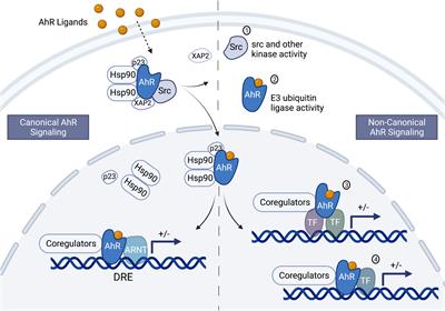 Evolutive emergence and divergence of an Ig regulatory node: An environmental sensor getting cues from the aryl hydrocarbon receptor?